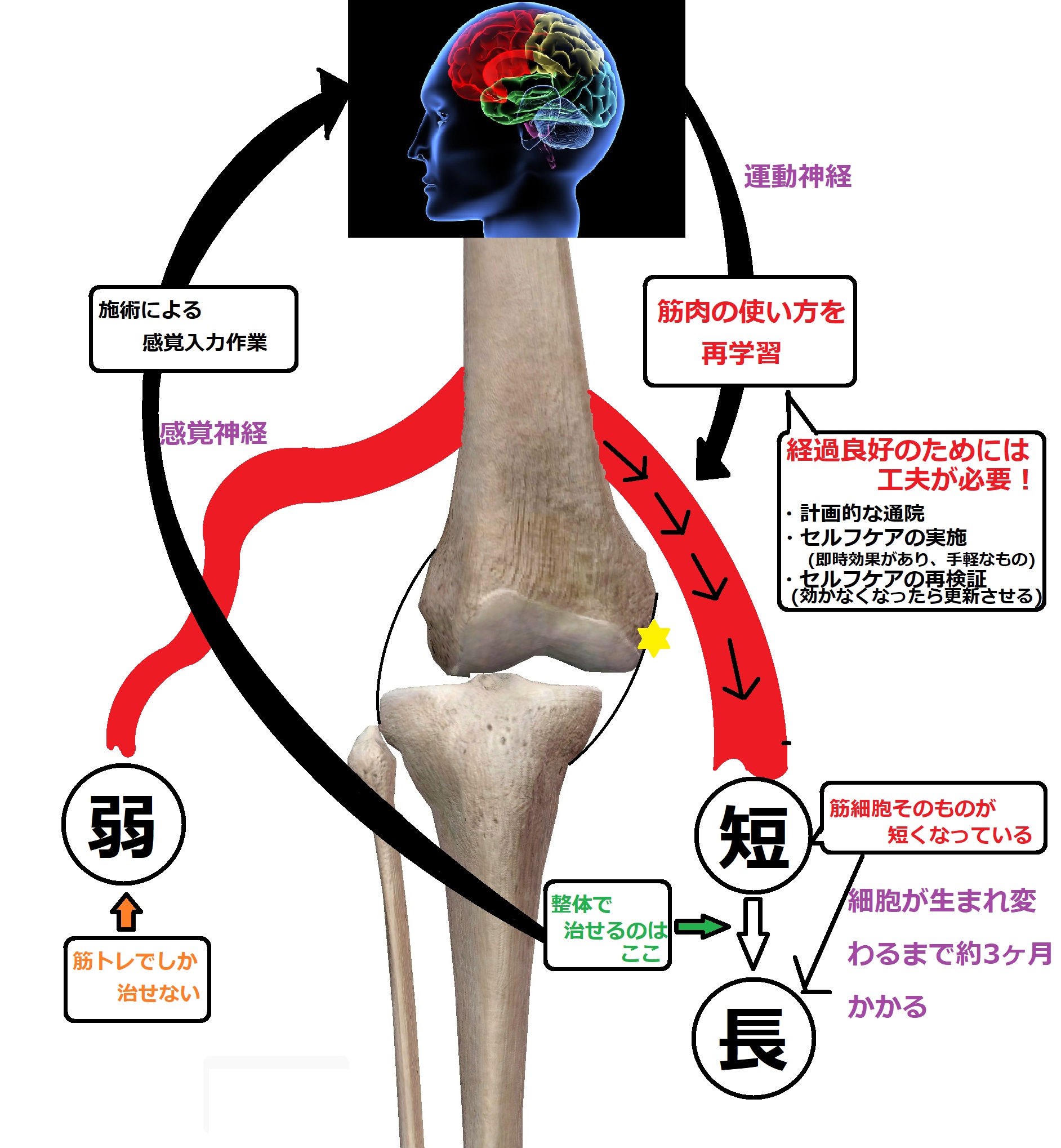 ロイヤルキャリッジでの整体、接骨による治癒